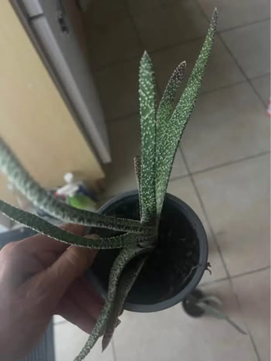 Indoor plants - Image 1