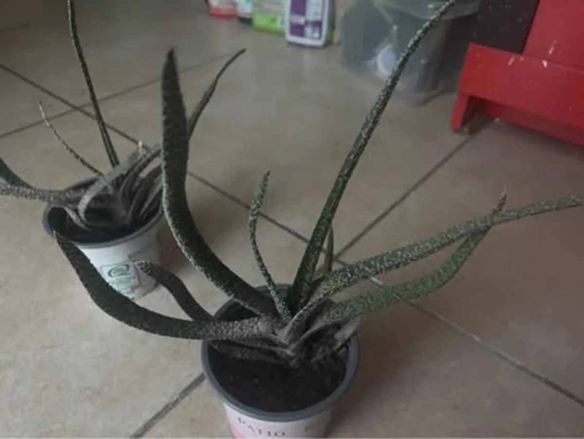 Indoor plants - Image 2
