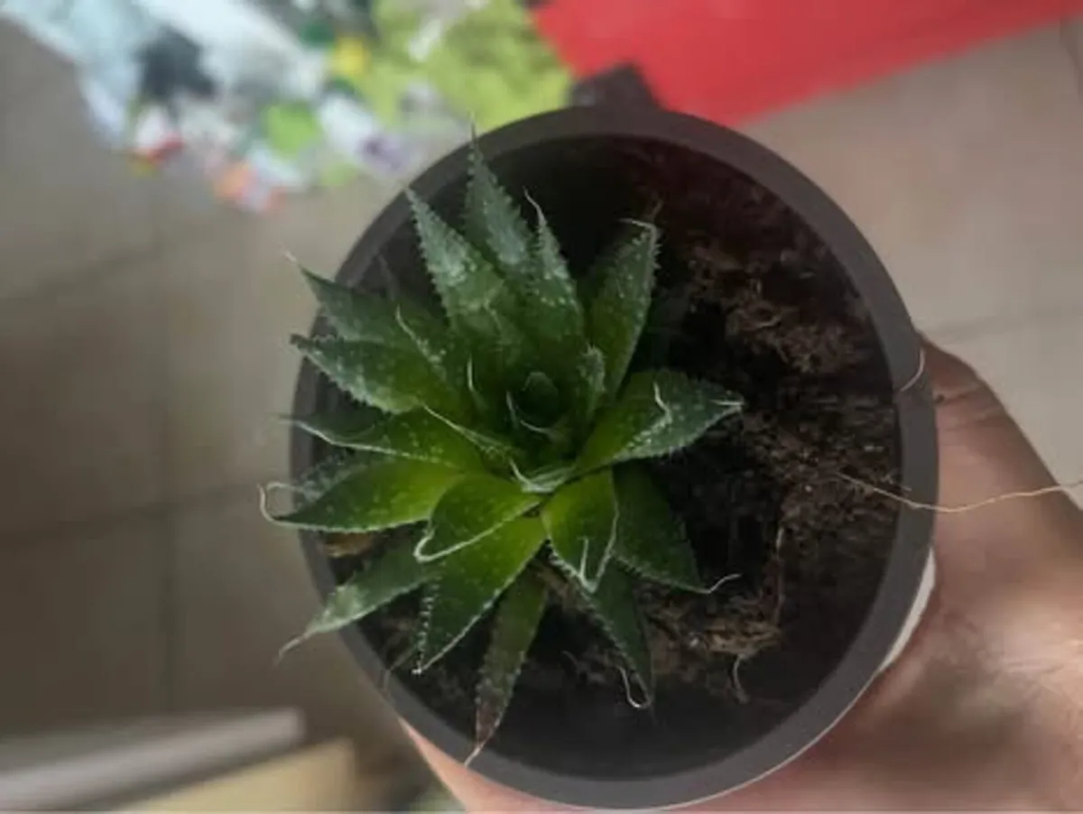 Indoor plants - Image 4