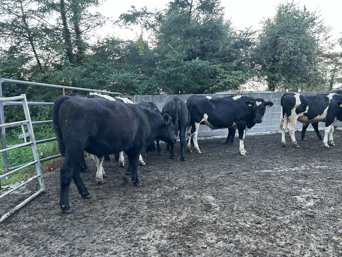10 cattle ballina Tuesday 26th - Image 1