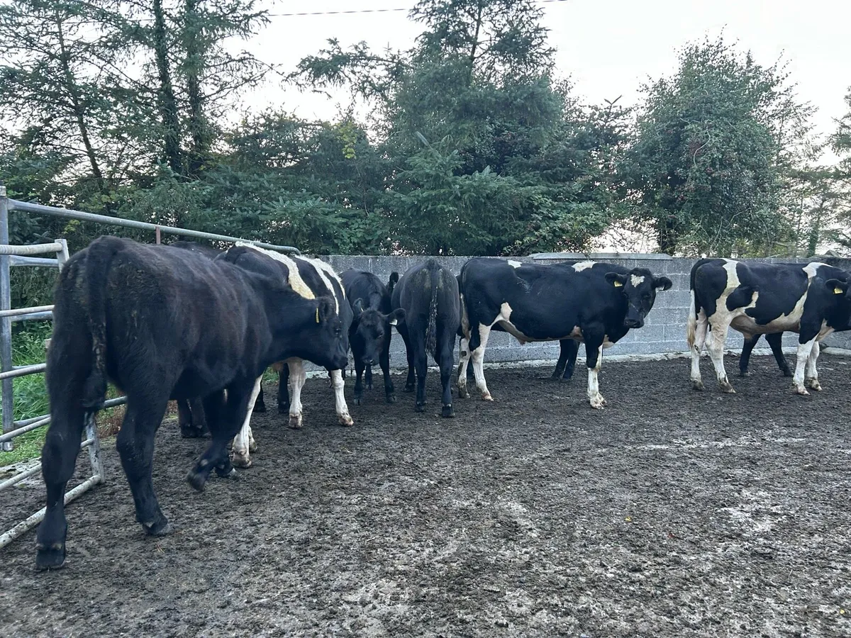 10 cattle ballina Tuesday 26th - Image 2