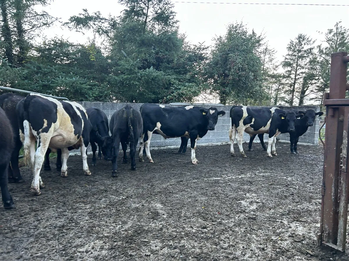 10 cattle ballina Tuesday 26th - Image 3