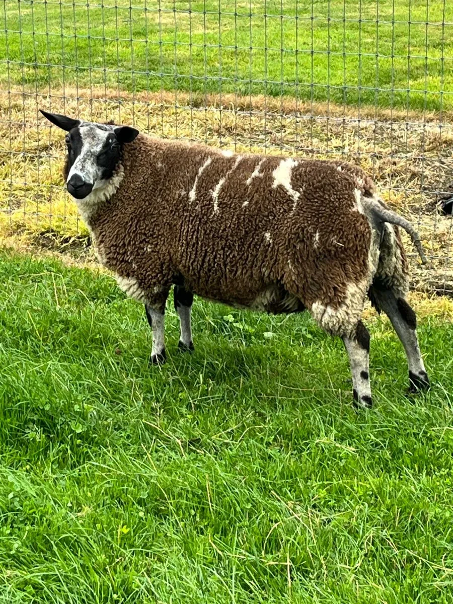 Dutch spotted ram and ewe ambs - Image 1
