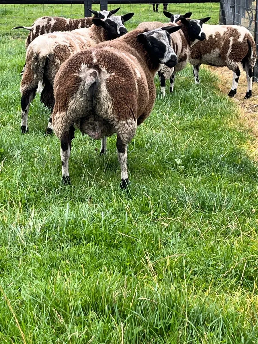 Dutch spotted ram and ewe ambs - Image 2