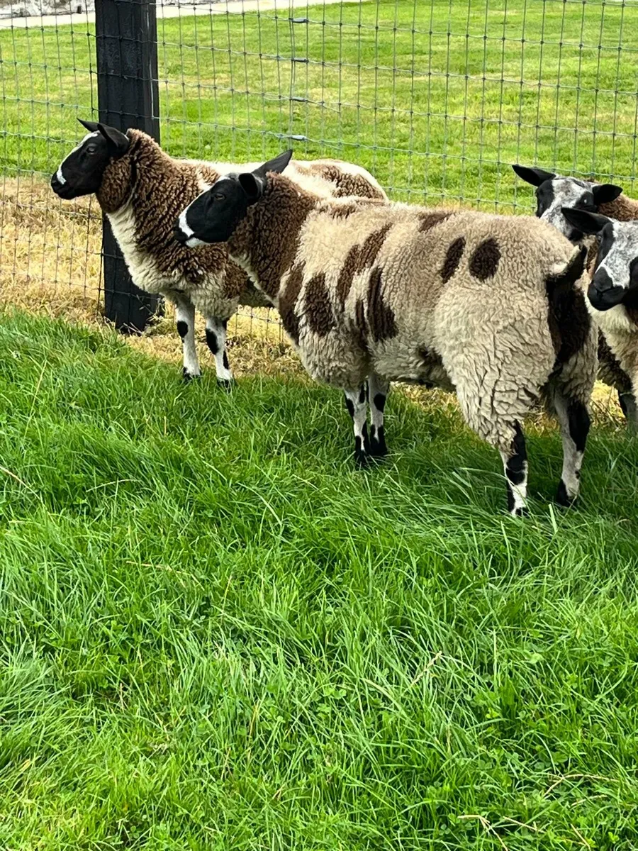 Dutch spotted ram and ewe ambs - Image 3