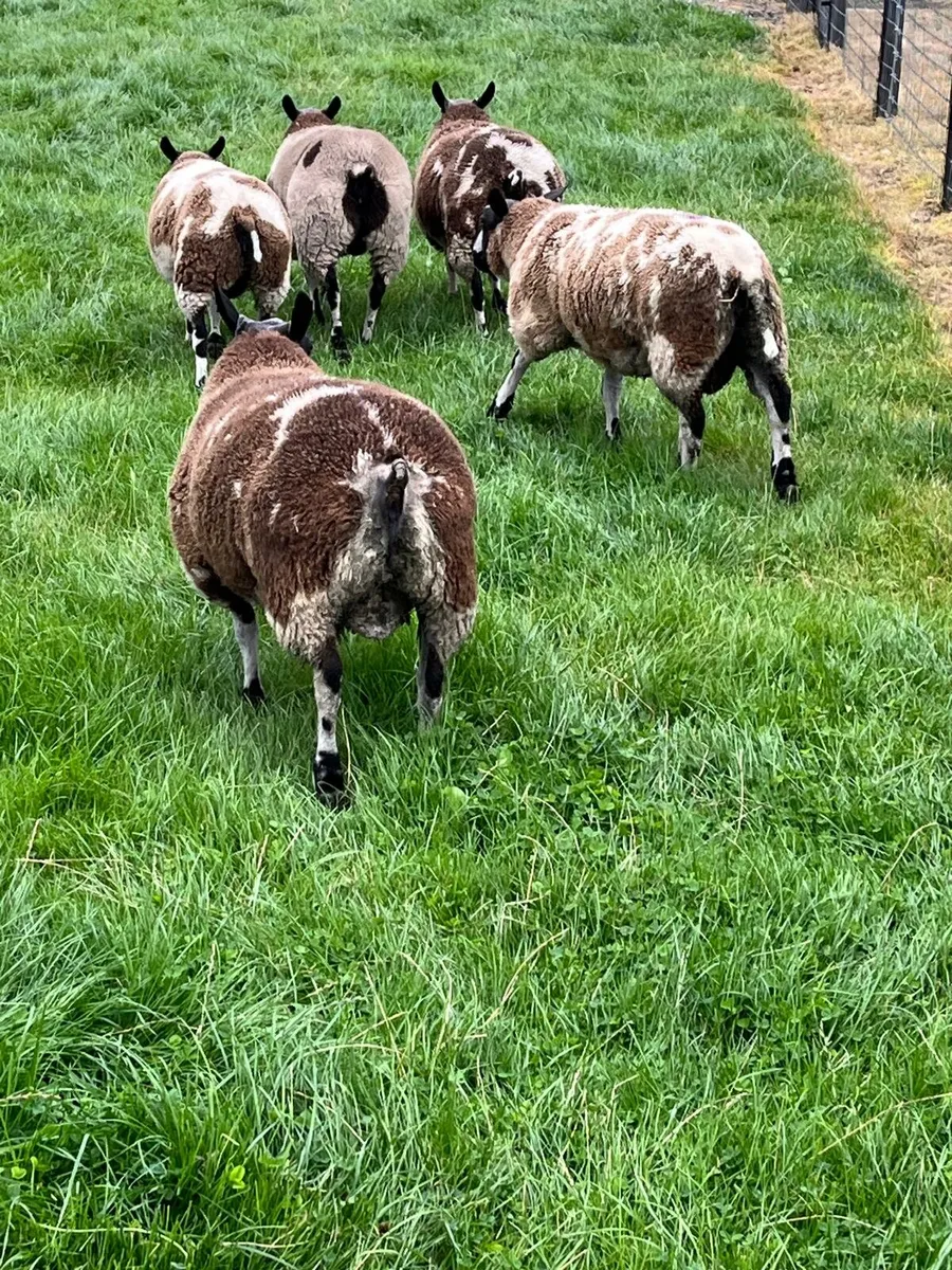 Dutch spotted ram and ewe ambs - Image 4