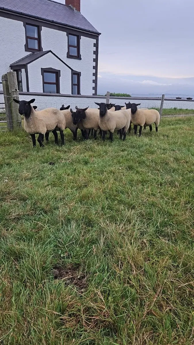 Hoggets - Image 2
