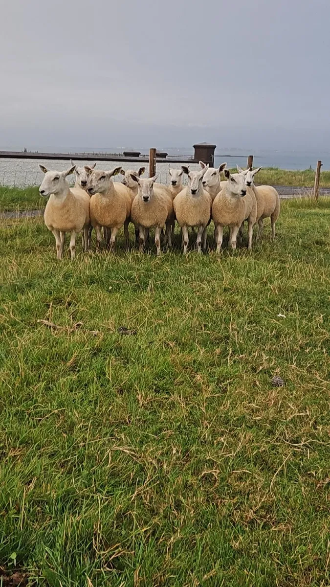 Hoggets - Image 1
