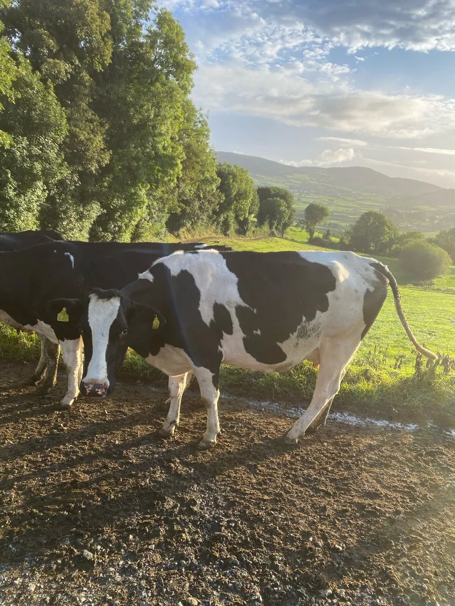 High SCC cow - Image 1