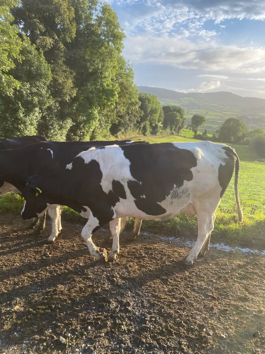 High SCC cow - Image 2