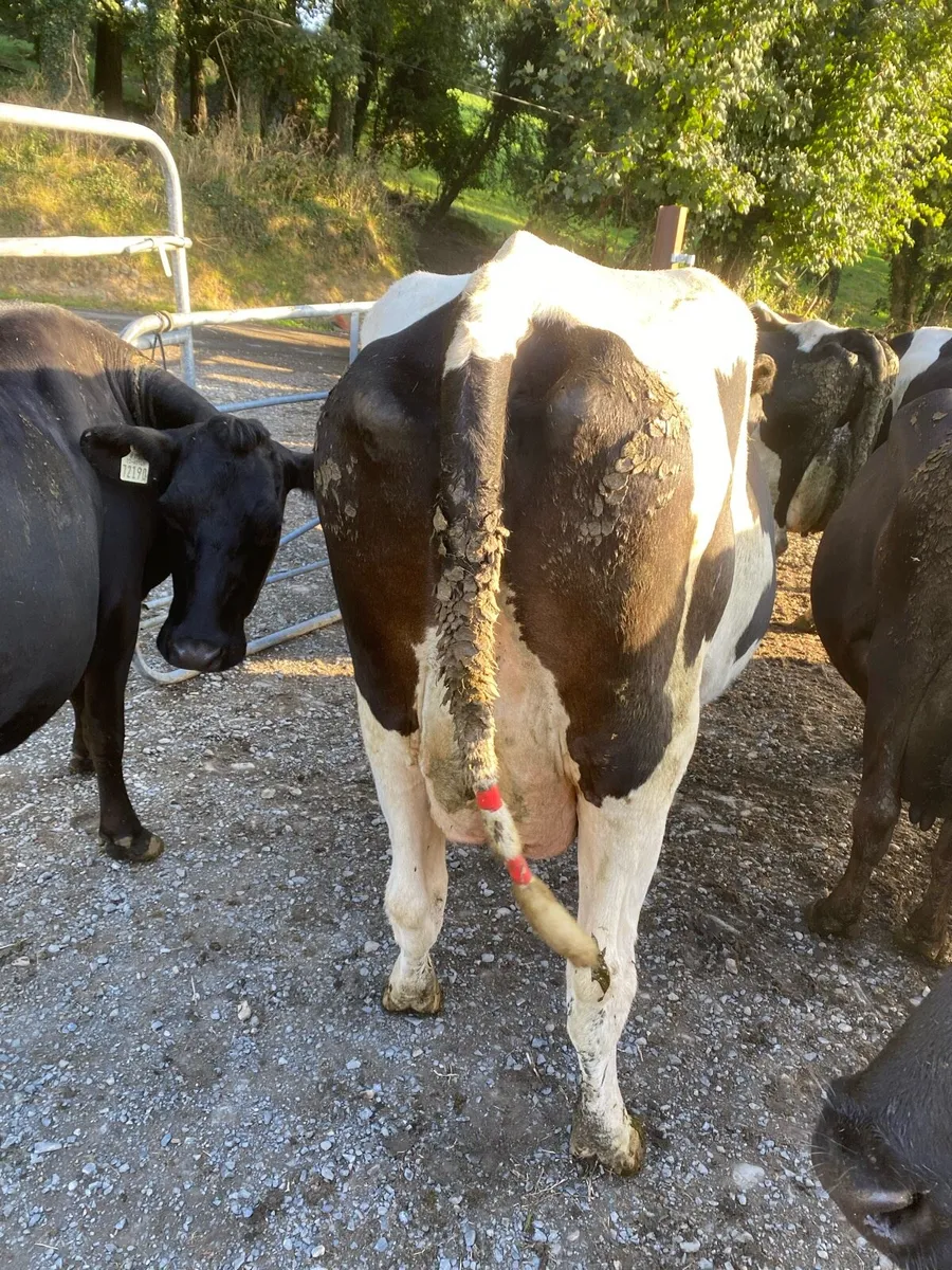 High SCC cow - Image 3