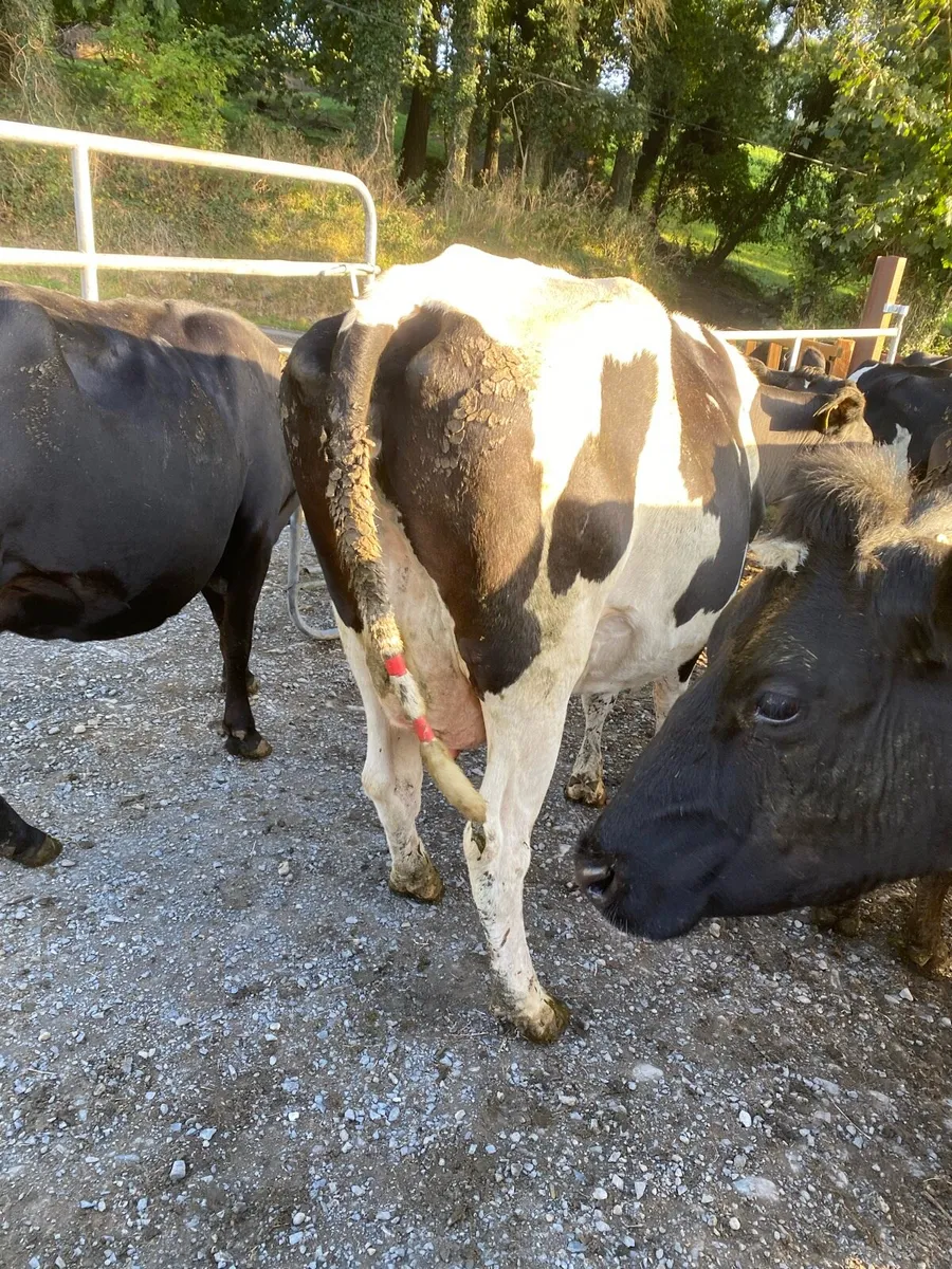 High SCC cow - Image 4
