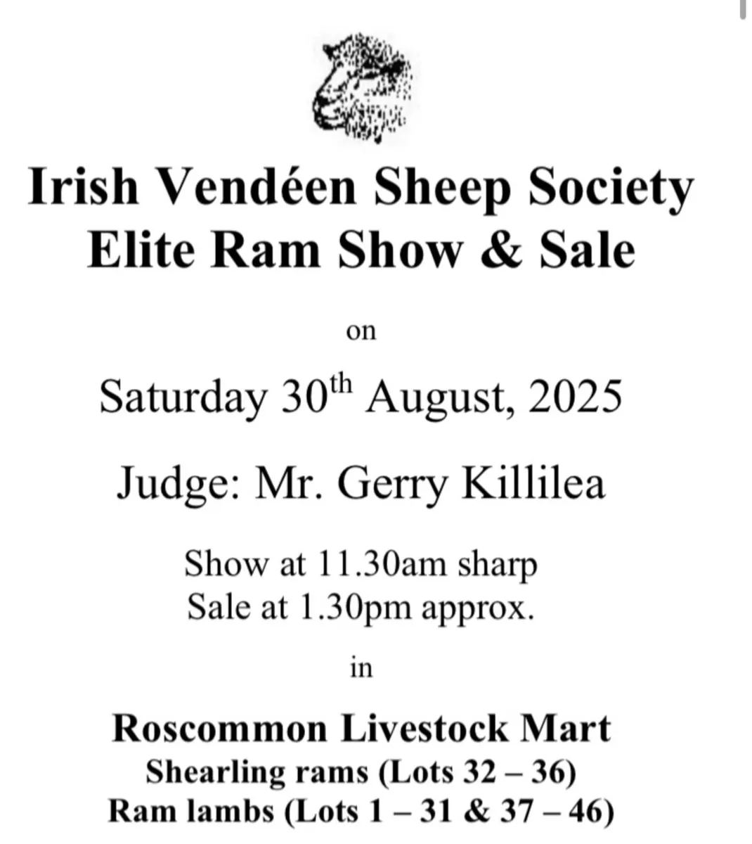 Vendeen rams - Image 1