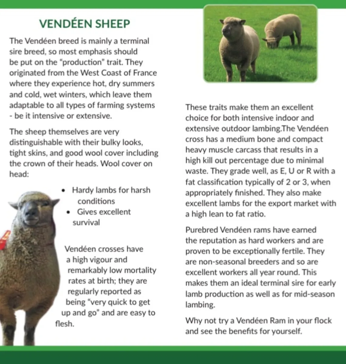 Vendeen rams - Image 2