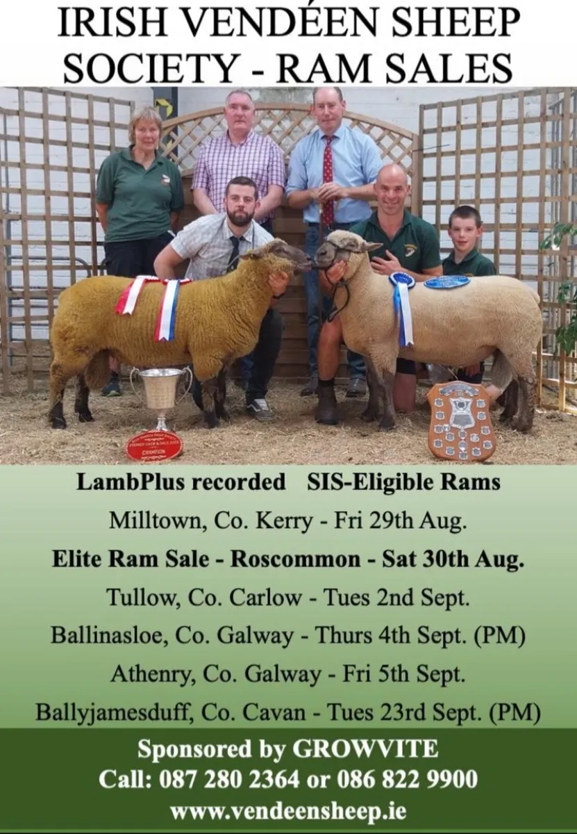 Vendeen rams - Image 4