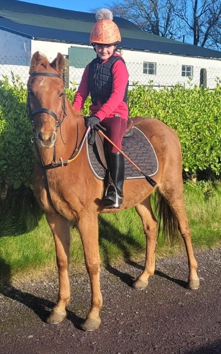 pony - Image 1