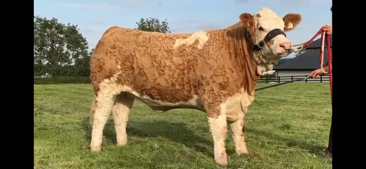 Simmental PBR SHOW TYPE HEIFER (Polled) - Image 1