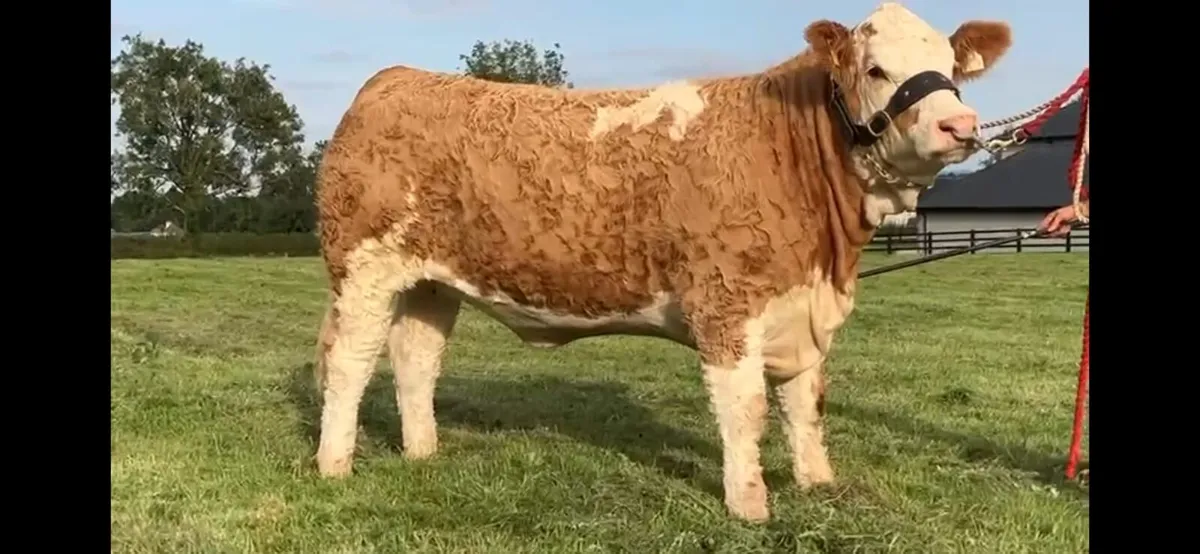 Simmental PBR SHOW TYPE HEIFER (Polled) - Image 2