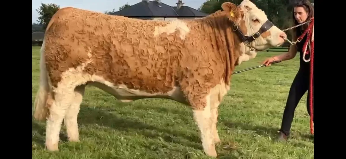 Simmental PBR SHOW TYPE HEIFER (Polled) - Image 3