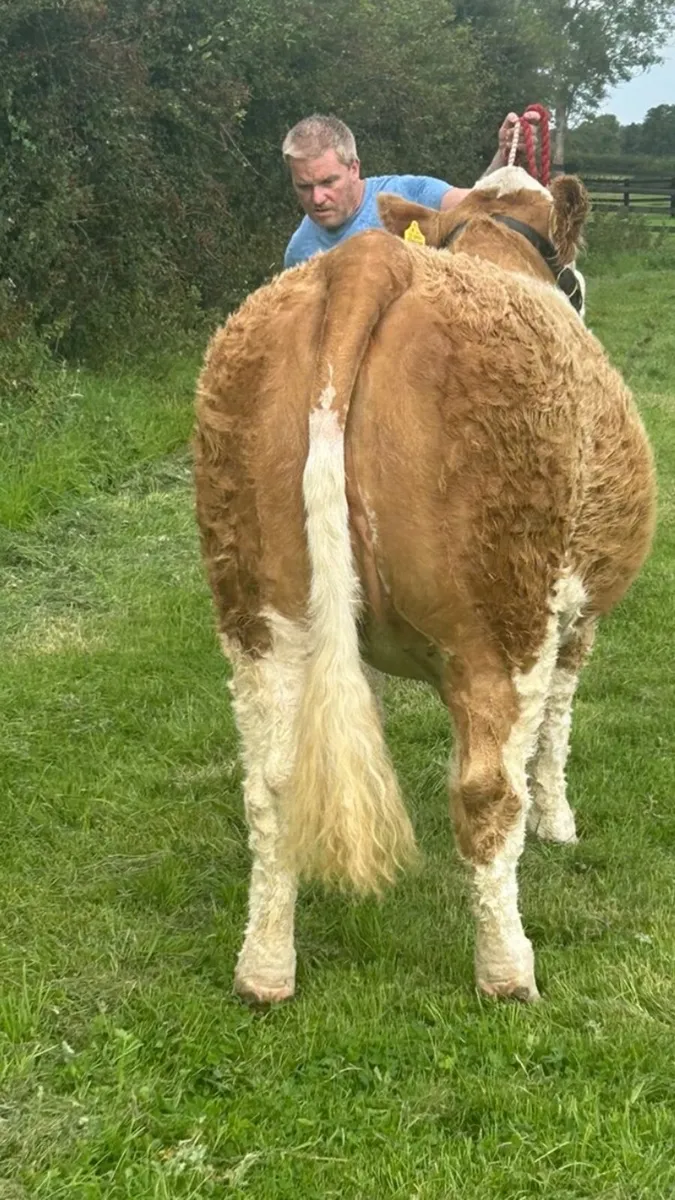 Simmental PBR SHOW TYPE HEIFER (Polled) - Image 4