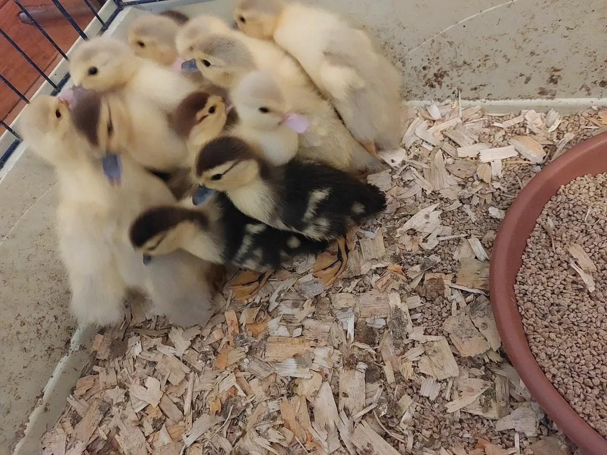 Muscovy ducklings - Image 4