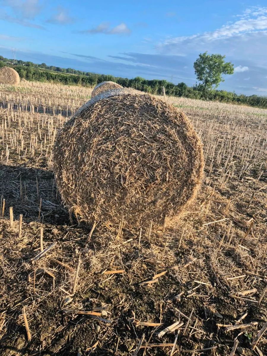 Oilseed Rape straw - Image 1