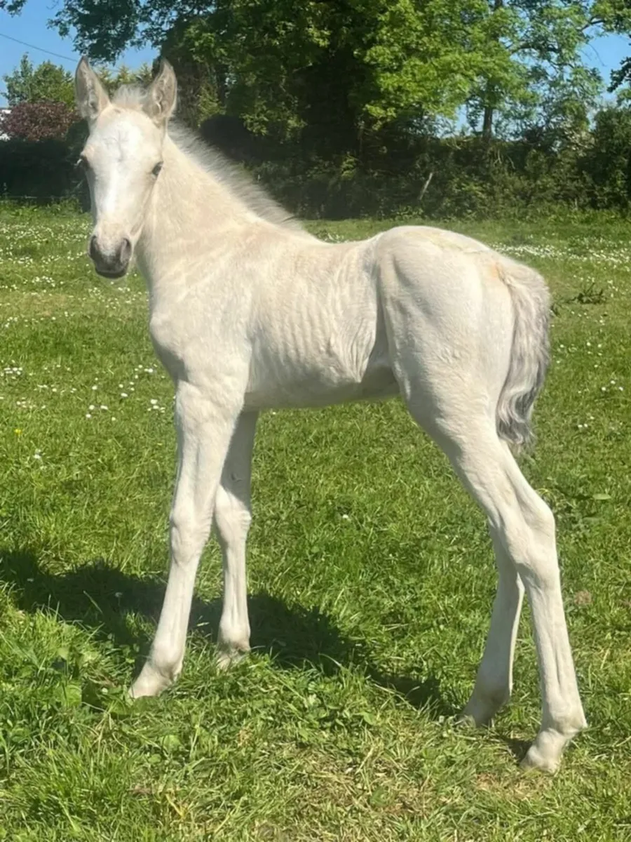 15.2 bay mare and foal - Image 2