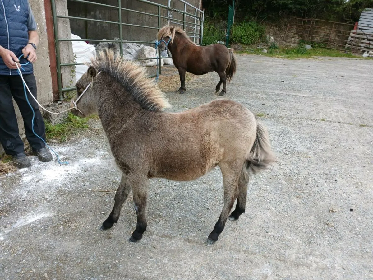 Minature foal colt - Image 1