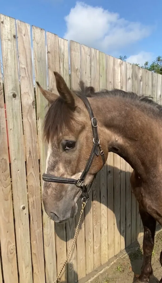 3 yrs gelding - Image 1