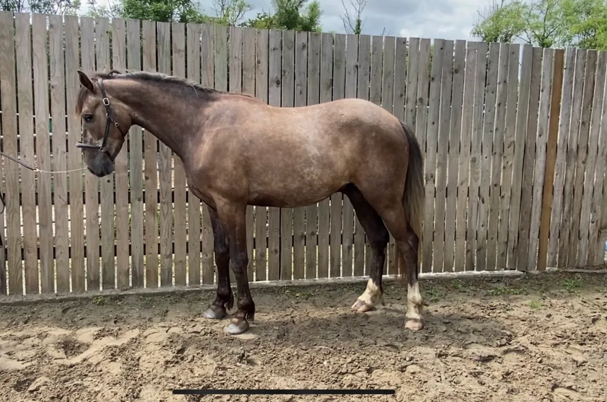 3 yrs gelding - Image 2