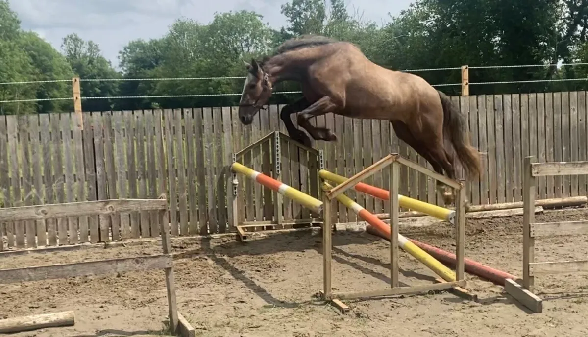 3 yrs gelding - Image 3
