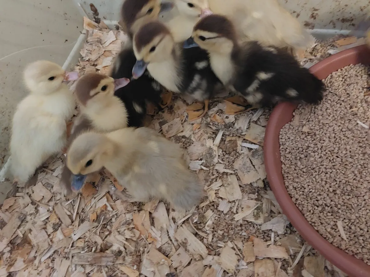 Muscovy ducklings - Image 1