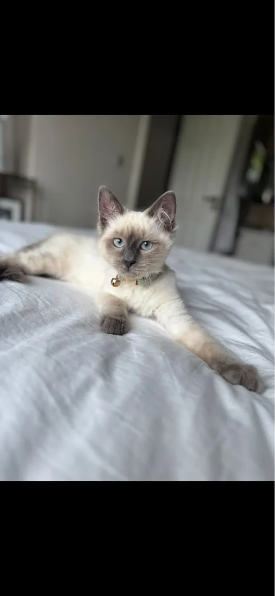 Ragamese - mix of Ragdoll & Siamese kitten - Image 1