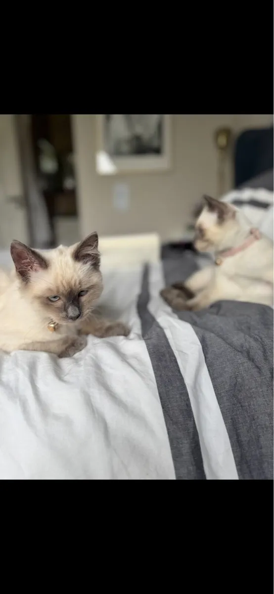 Ragamese - mix of Ragdoll & Siamese kitten - Image 2