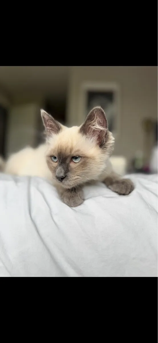 Ragamese - mix of Ragdoll & Siamese kitten - Image 3