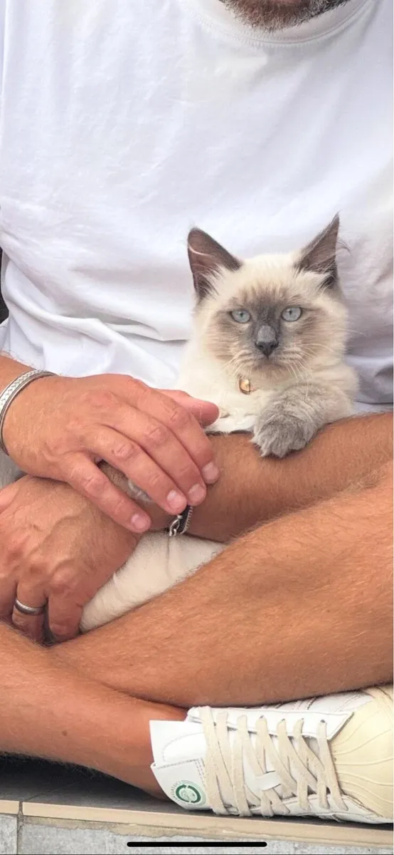 Ragamese - mix of Ragdoll & Siamese kitten - Image 4