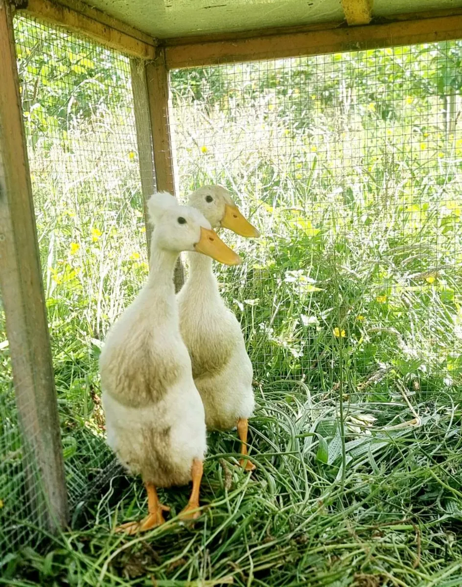 Male & female ducks