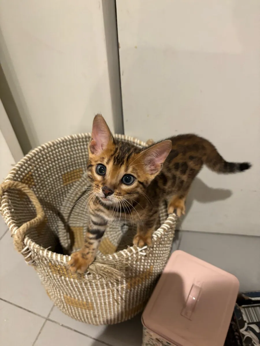 Bengal kittens - Image 1