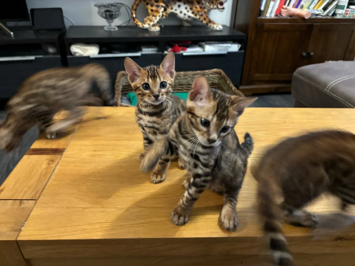 Bengal kittens - Image 2