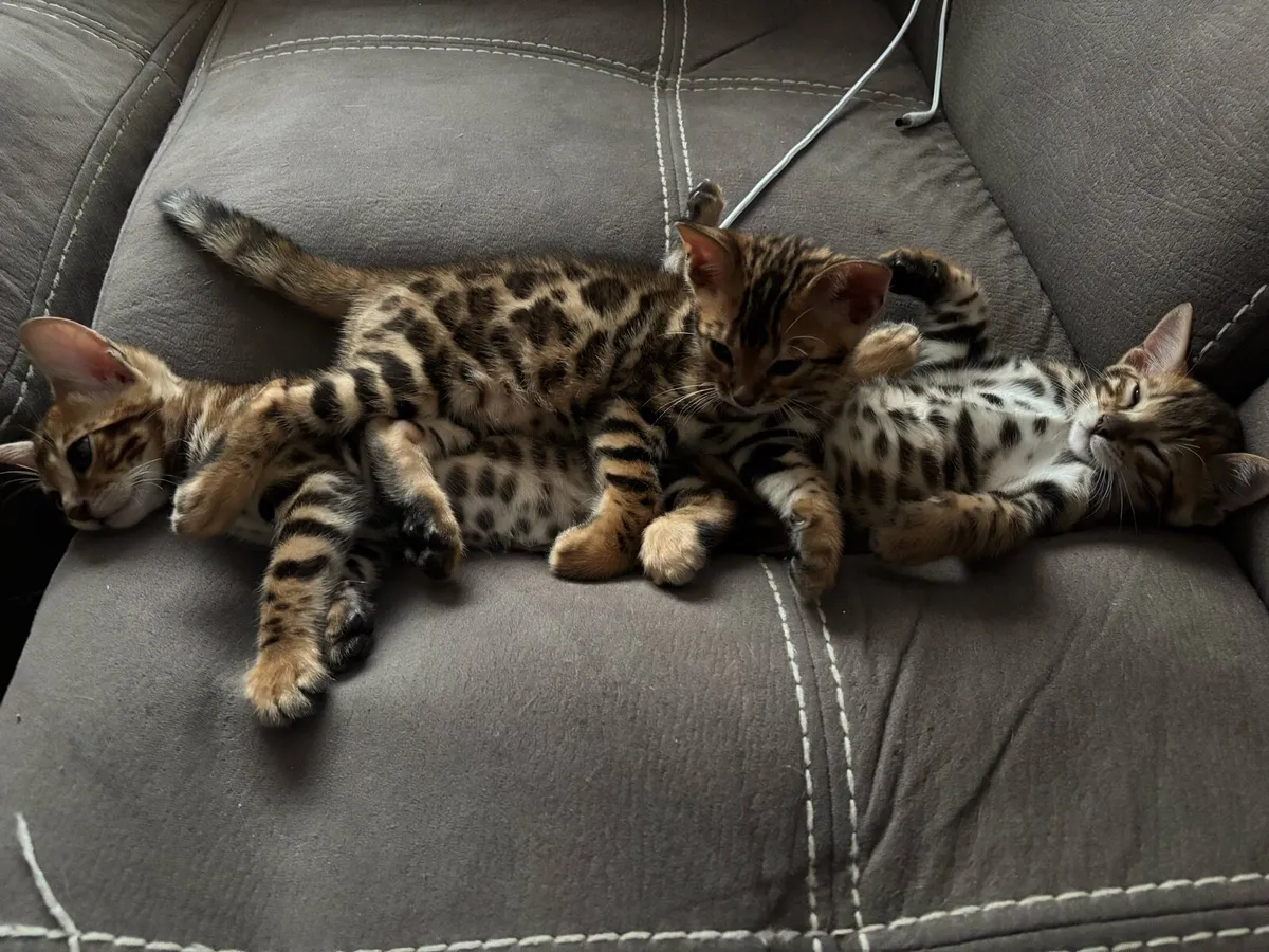 Bengal kittens - Image 3