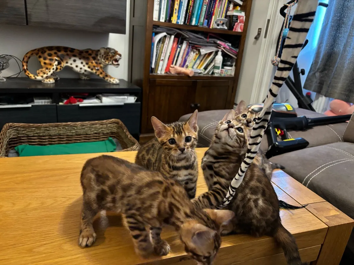 Bengal kittens - Image 4