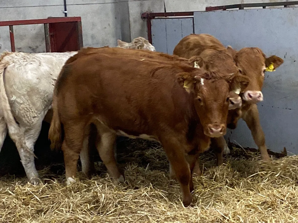 Super U Grade 340Kg CH LIM Heifer Weanlings - Image 1