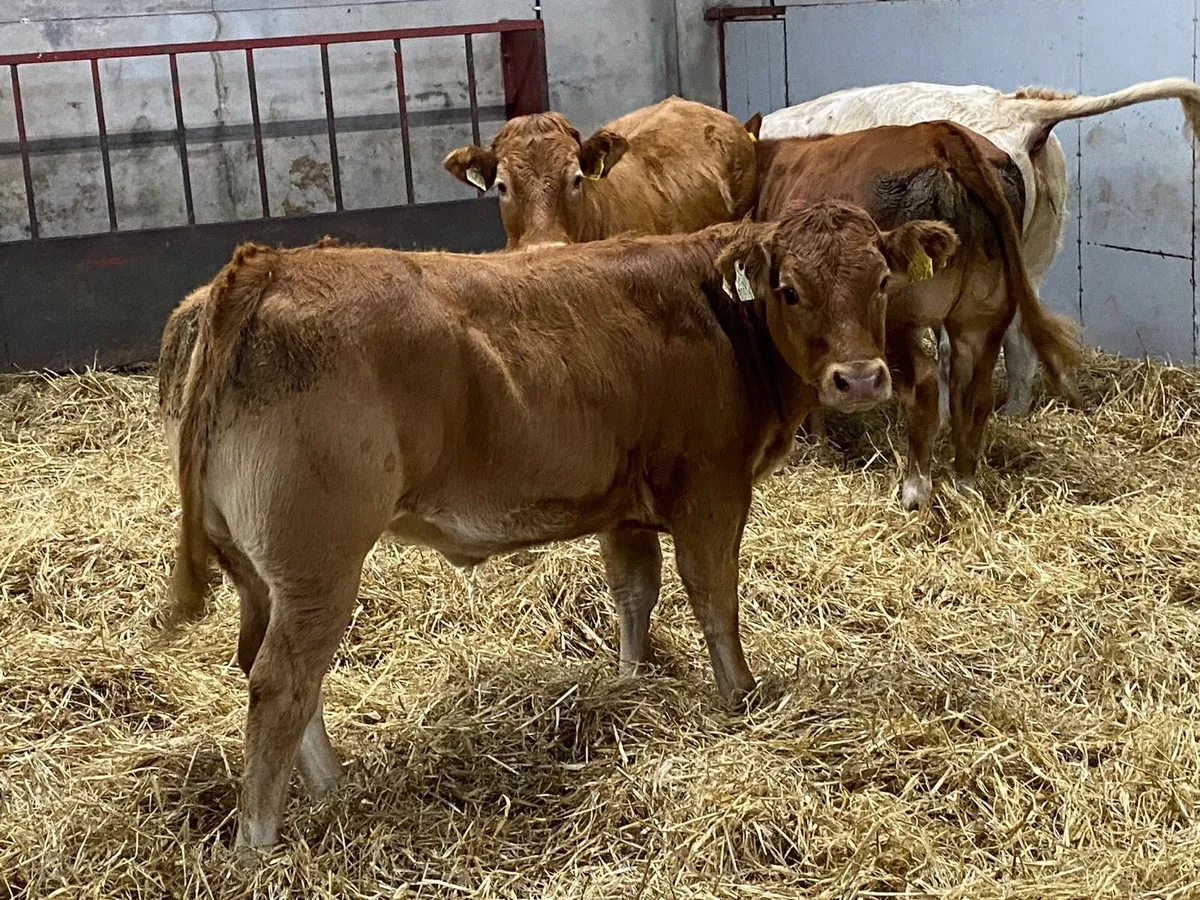 Super U Grade 340Kg CH LIM Heifer Weanlings - Image 2