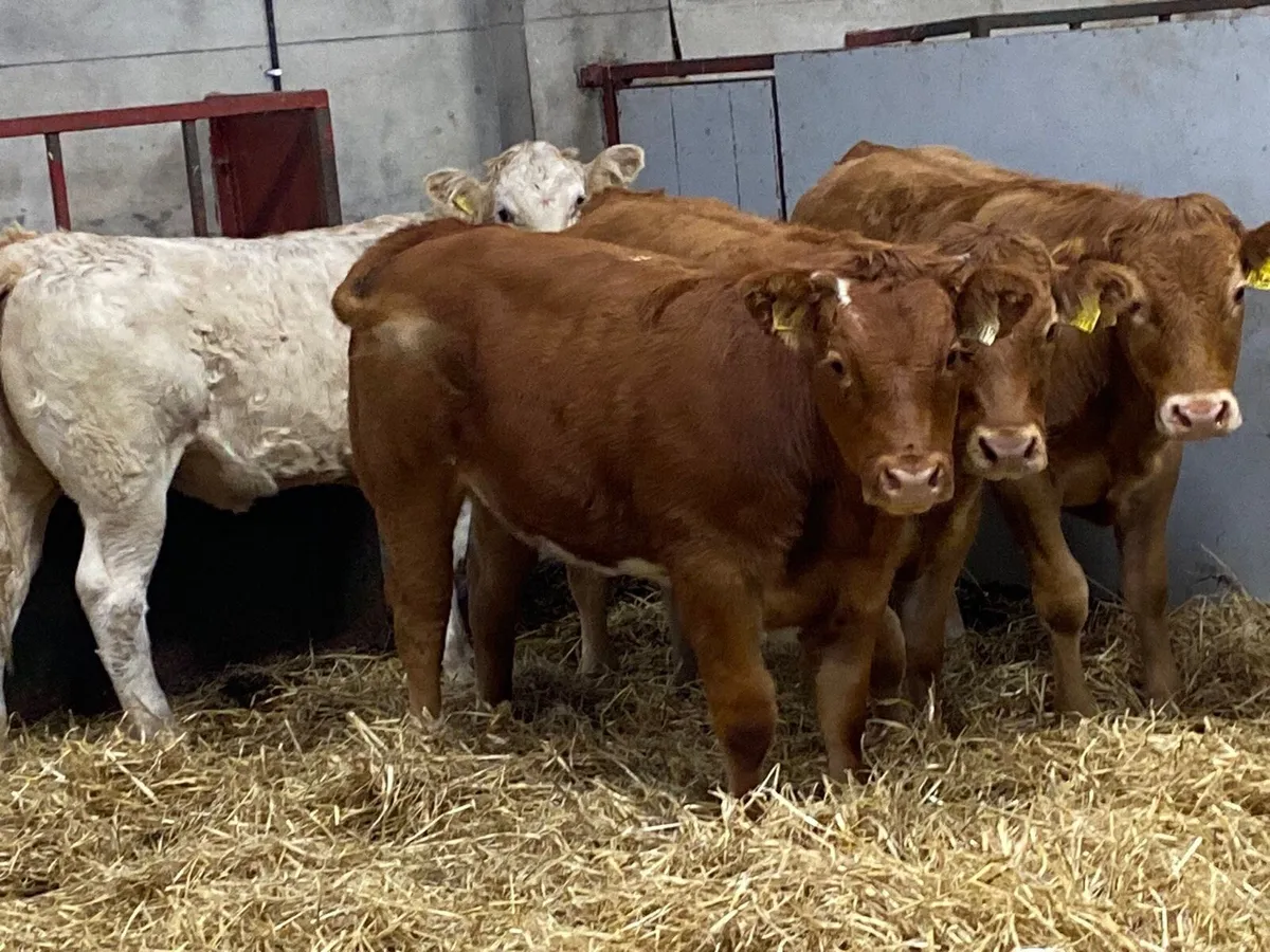 Super U Grade 340Kg CH LIM Heifer Weanlings - Image 3