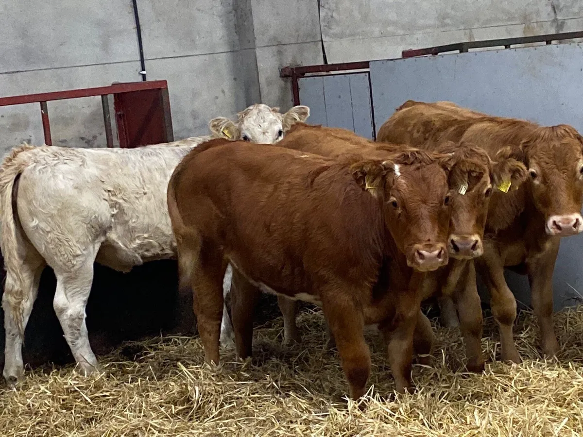 Super U Grade 340Kg CH LIM Heifer Weanlings - Image 4