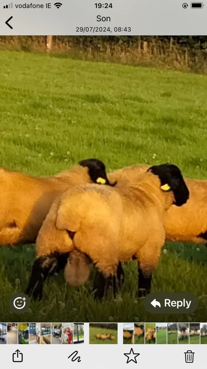 Suffolk Ram Sale - Image 2