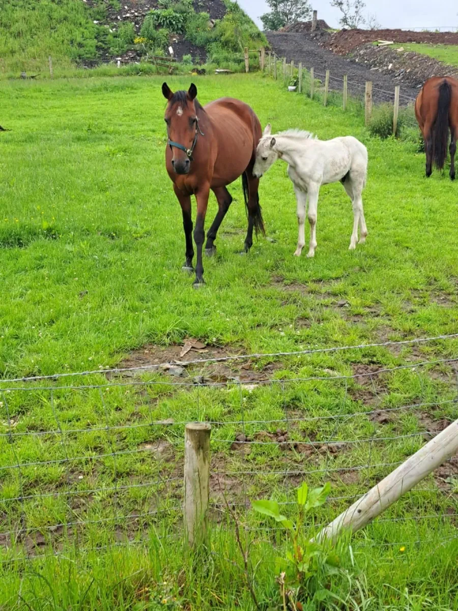 15.2 bay mare and foal - Image 1