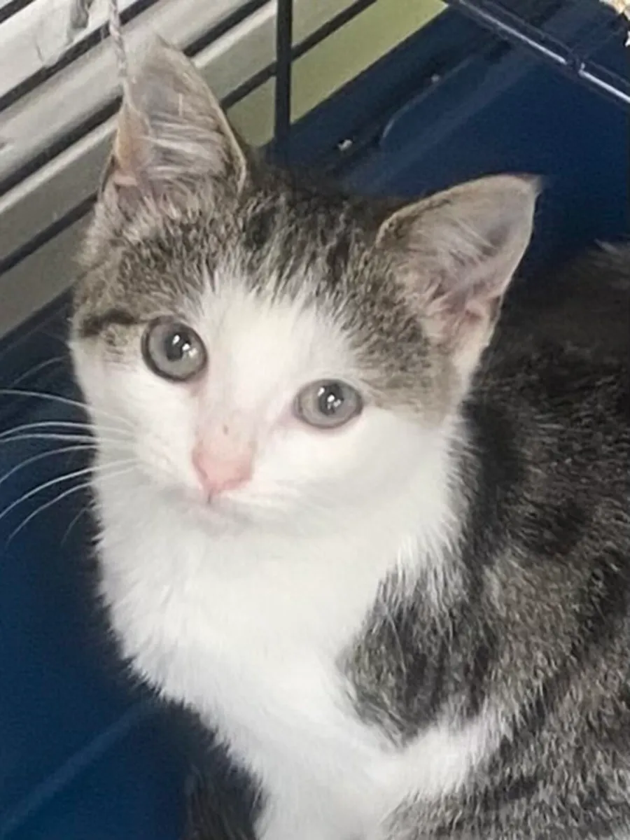 Catstrust adoption and protection. Rescued . - Image 2