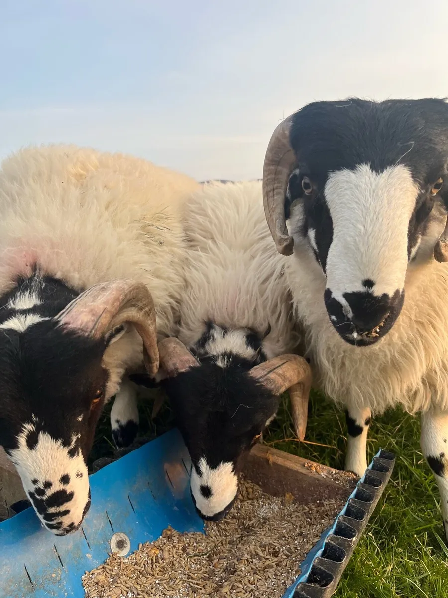 Pb roughfell ram lambs - Image 1