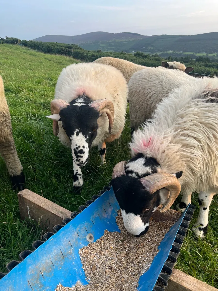 Pb roughfell ram lambs - Image 2